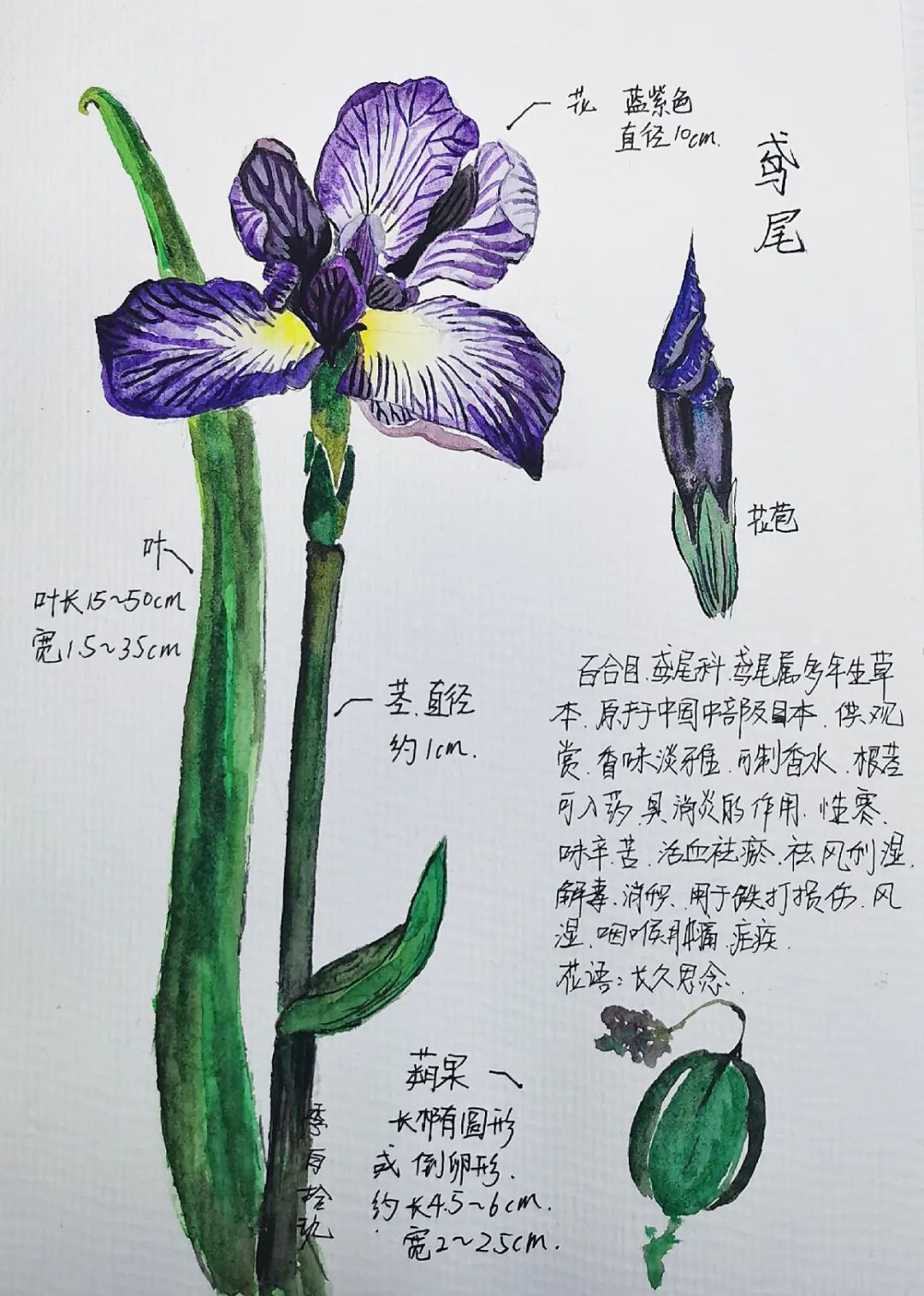 共同战疫线上科普丨精灵之约笔记精灵我家的花精灵征