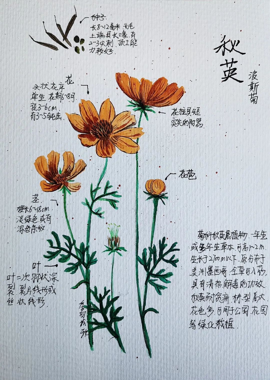 共同战疫线上科普丨精灵之约笔记精灵我家的花精灵征