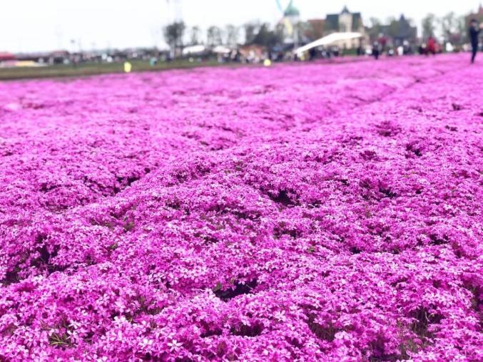 五一放价我要借灌云伊甸园的花称霸朋友圈