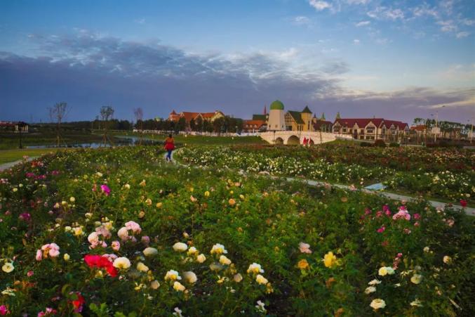 五一放价我要借灌云伊甸园的花称霸朋友圈