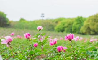 嗲！超百畝花海正式解鎖，芍藥牡丹觀賞季空降魔都啦！