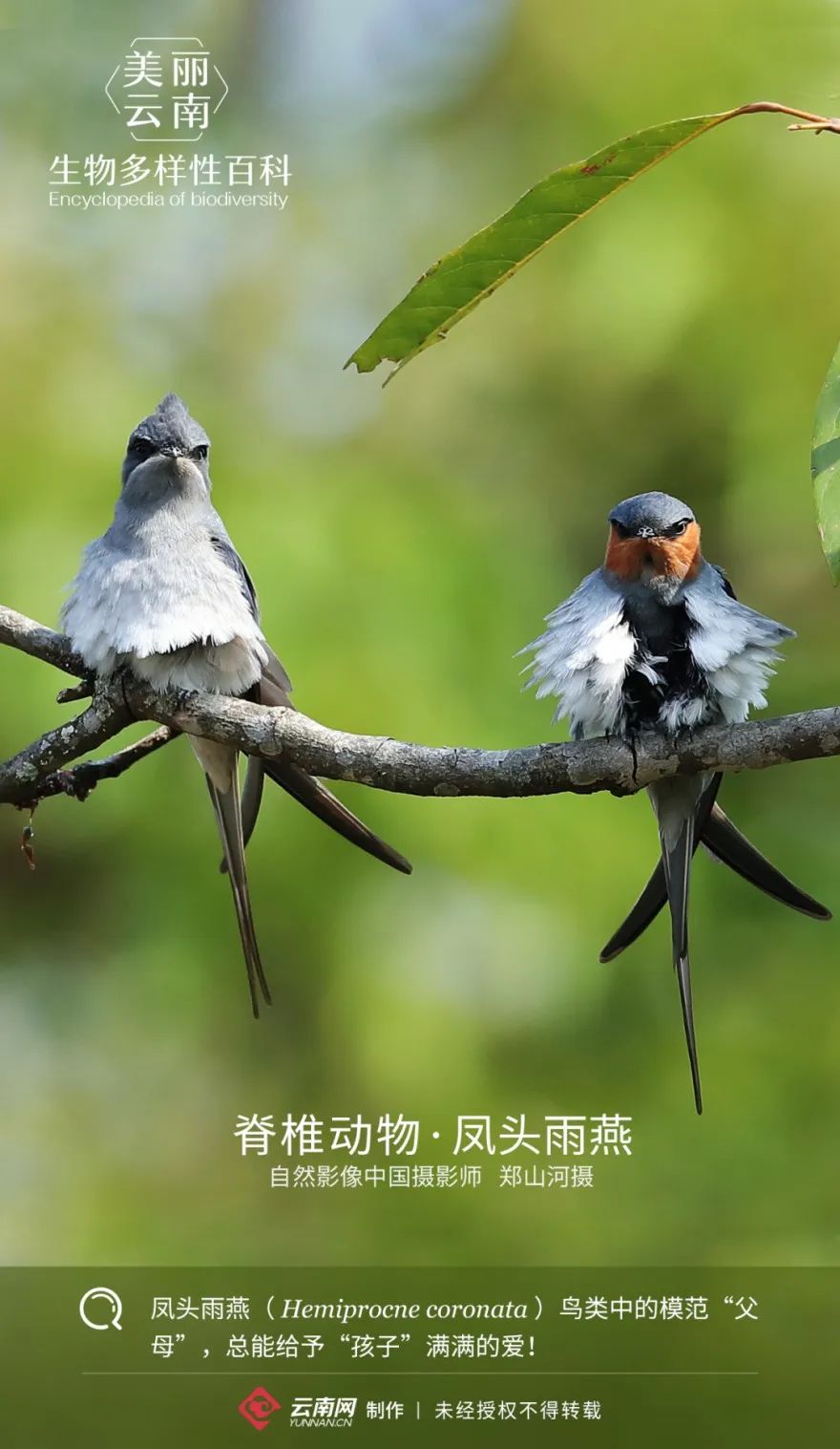 生物多樣性小百科34脊椎動物鳳頭雨燕鳥類中的模範父母