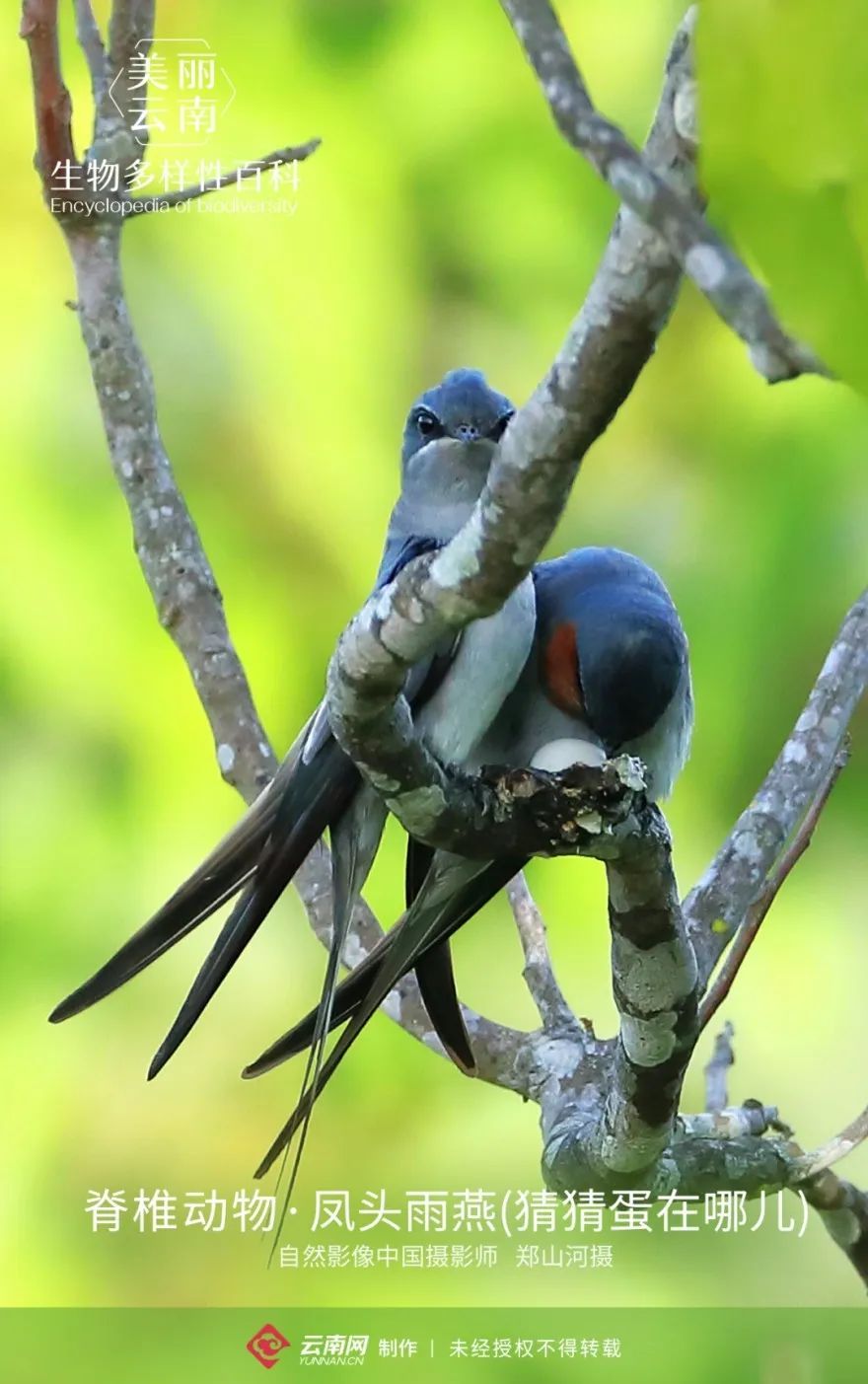 生物多样性小百科34脊椎动物凤头雨燕鸟类中的模范父母