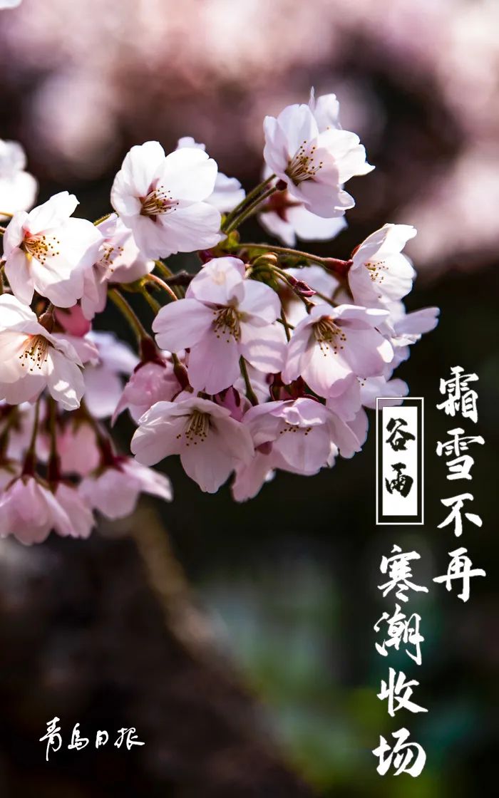 今日“谷雨”，万物蓬勃！_澎湃号·政务_澎湃新闻-The Paper