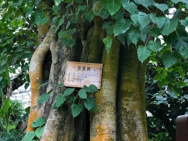 亚热带植物资源,其中有望天树,箭毒木,坡垒等国家级保护植物20多种