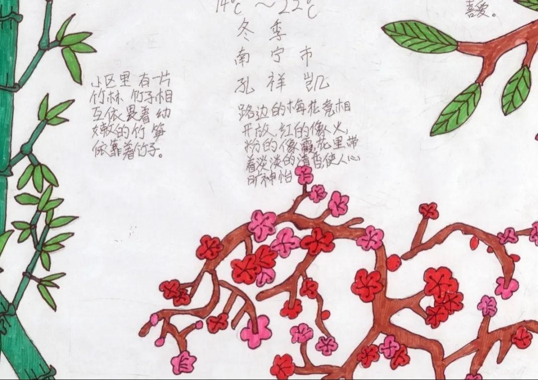 三年级植物腊梅记录卡图片