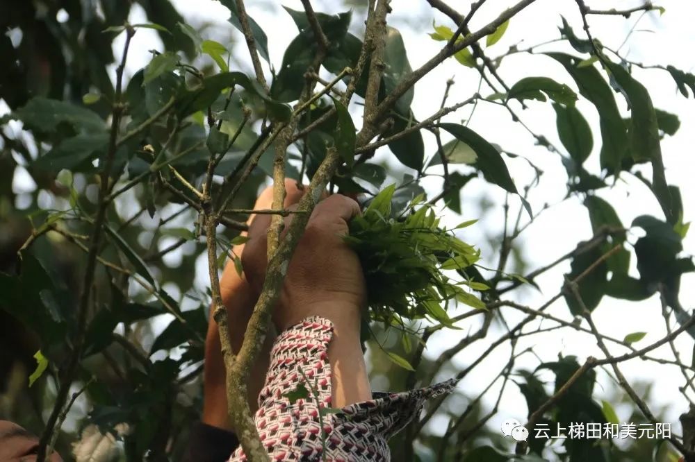 可以吃的树叶元阳野生甜菜种出村民甜蜜生活