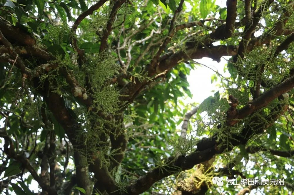 可以吃的树叶元阳野生甜菜种出村民甜蜜生活