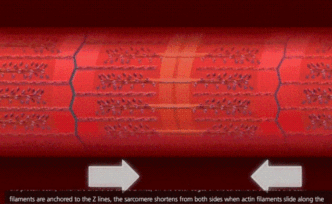 我想要一个电臀，30秒抖126次那种