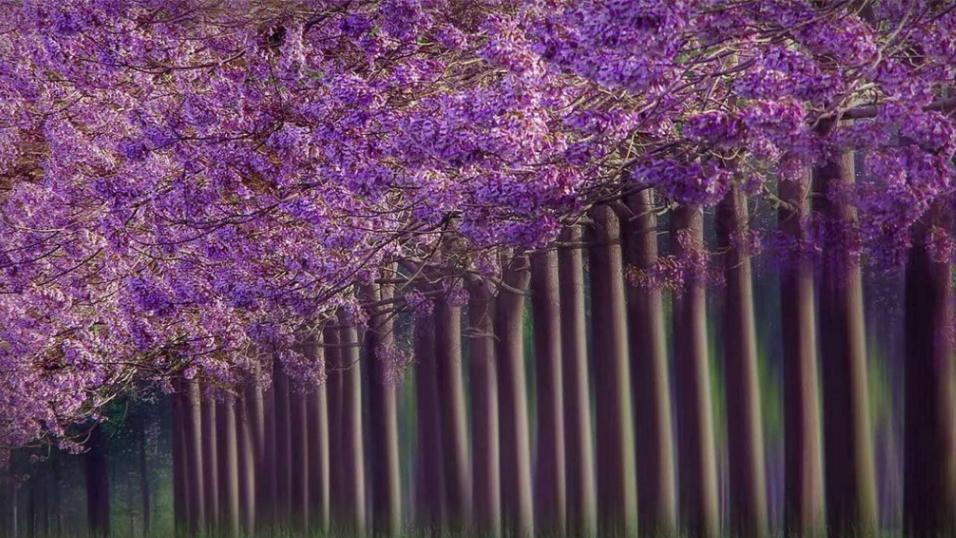 商丘睢阳区:泡桐花开景色美