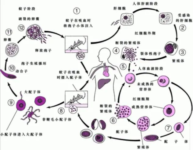 1亿人口传染了新冠肺炎_新冠肺炎一传多传染图