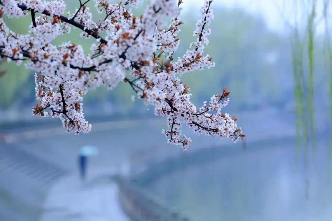 繁華煙雲清淺時光最美不過人間四月天