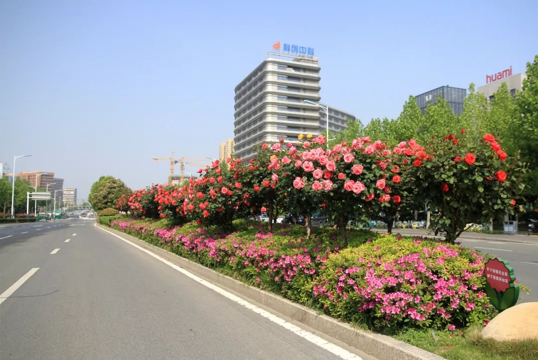 高新区这条月季大道你打卡了吗
