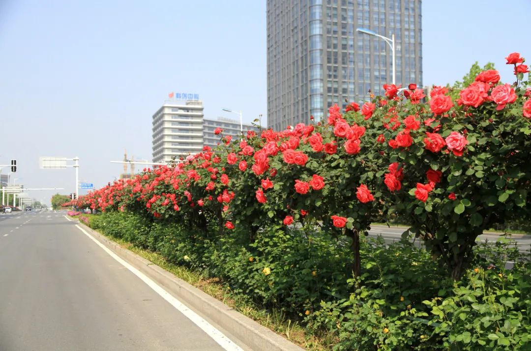 高新区这条月季大道你打卡了吗