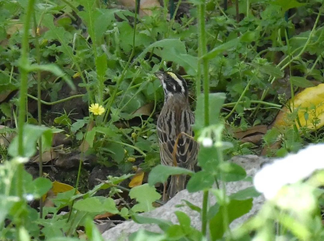 野趣上植丨上植飛羽四月鳥訊