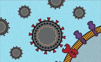《细胞》：新冠病毒劫持抗病毒通路，或增强感染性
