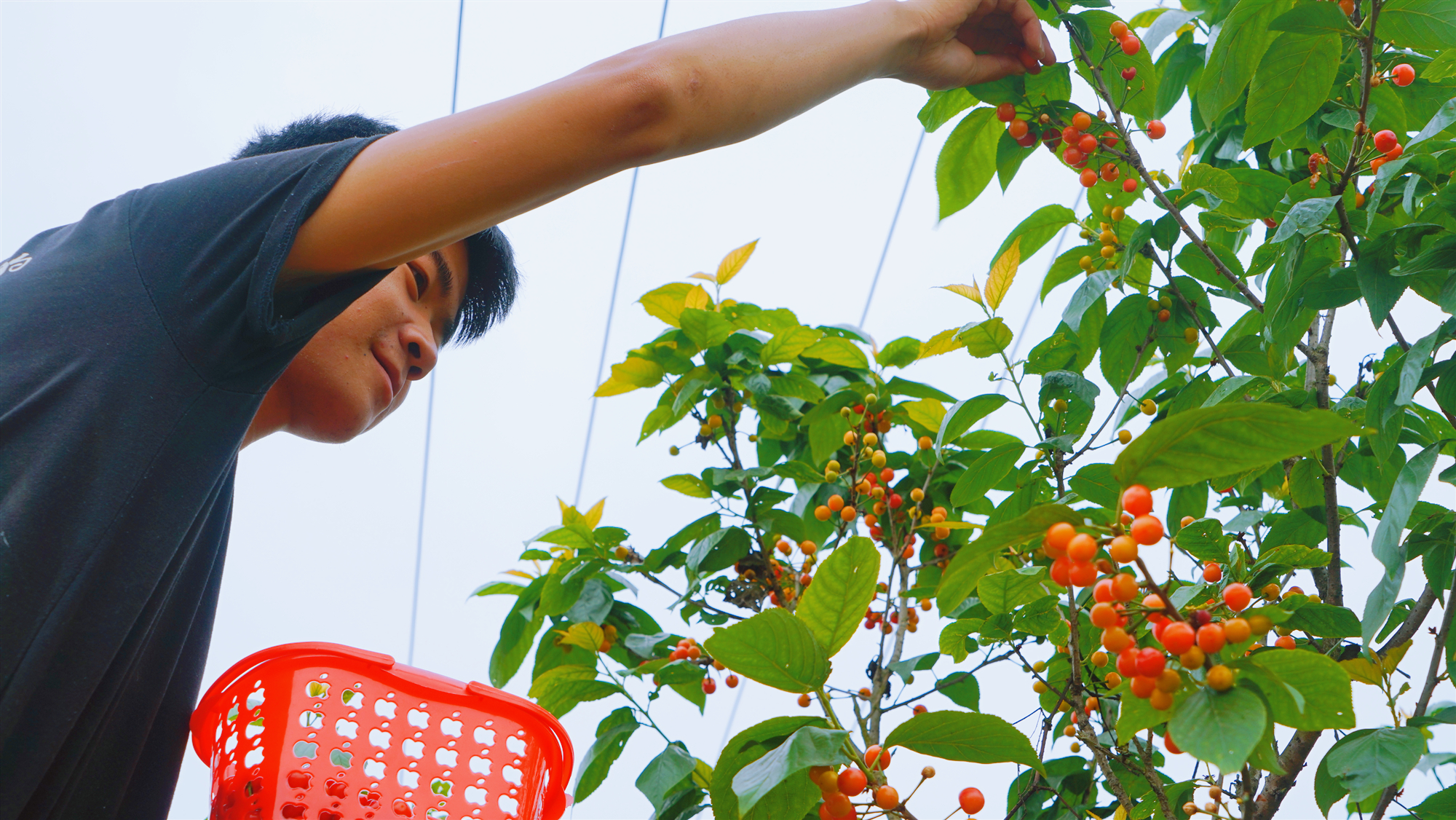 重庆西彭镇20亩乌皮樱桃熟了即日起就可前往采摘