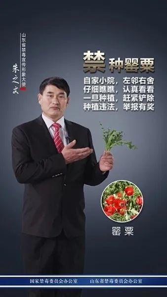 大衣哥朱之文为禁毒代言罂粟不是菜种一棵也违法