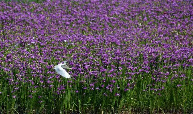 人少景美成都竟隐藏着一大片鸢尾花海多图