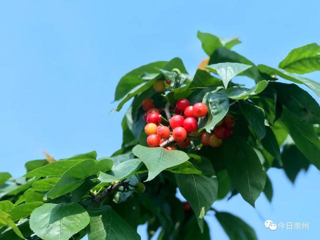 道明的恩桃儿(樱桃)体验一次采摘的乐趣大家都期盼着能在樱桃季结束之