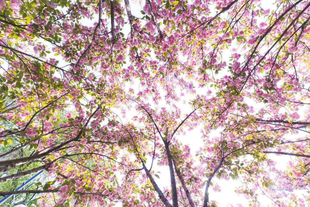 世界大学研究生排名_清华大学关于2020年全国硕士研究生招生考试初试成