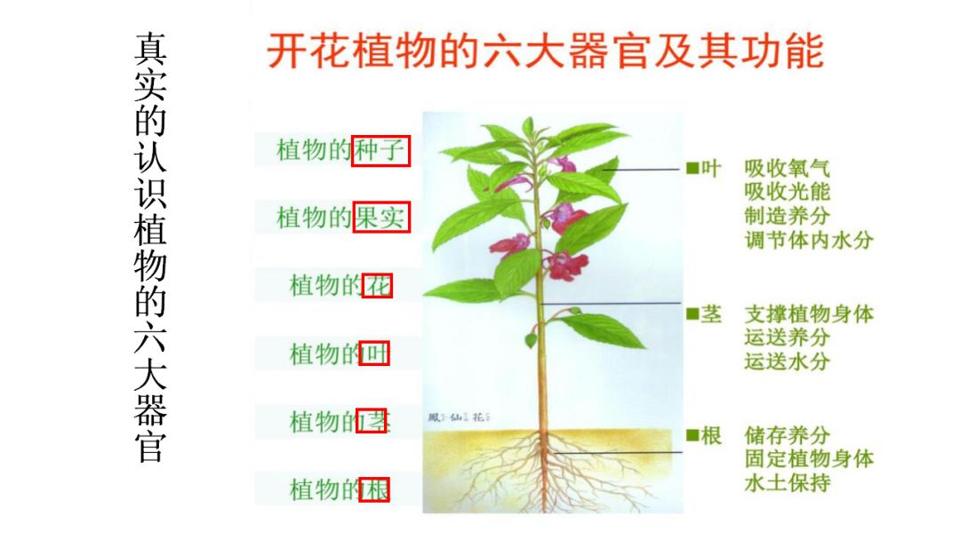 植物的四大器官图片