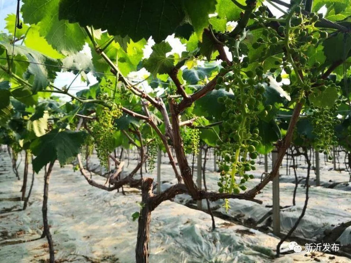 双塘李奎的故事励志