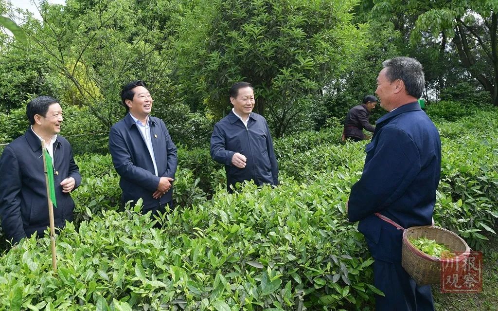 4月27日,省委书记彭清华到宜宾市高县来复镇大屋村调研,与正在茶园