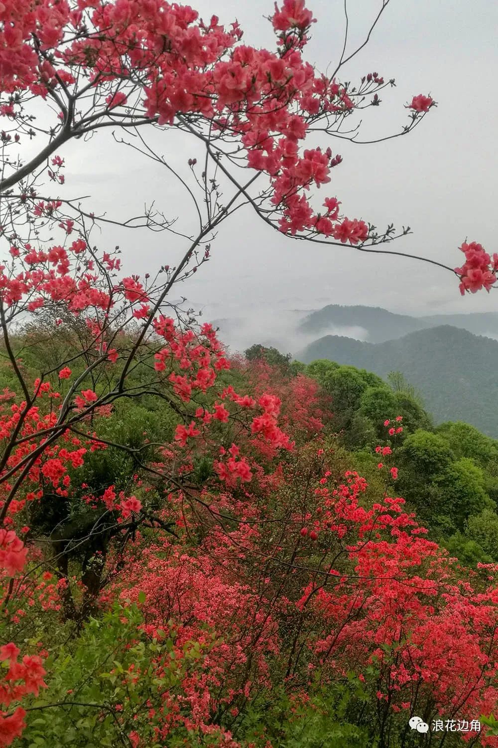 美照来袭三门这片野生杜鹃花笑赢八方贵客