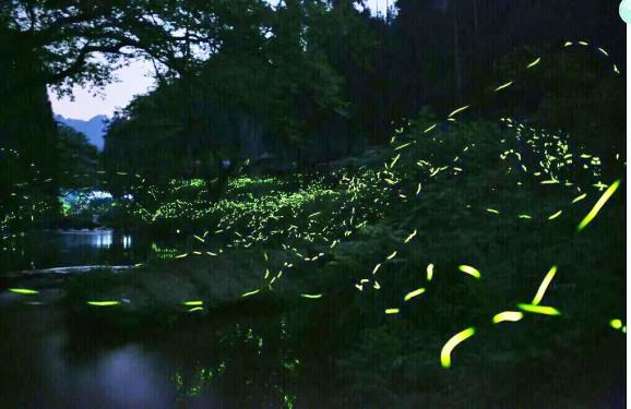 五一去成都现实版萤火之森赏萤耍水拍照