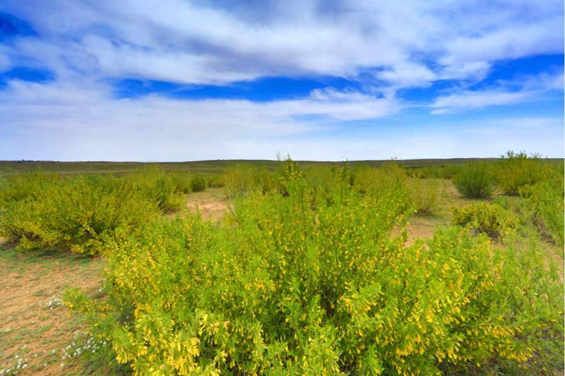 路过的人们都说:"这片柠条不仅好看,作为饲料营养成分