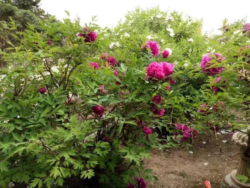 导游甘肃丨定西的牡丹花要开了