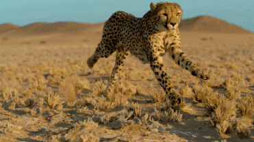 你见过吃鳄鱼的"猫"吗?