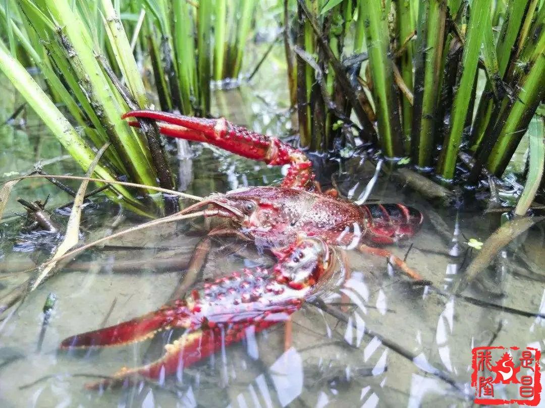 其中标准化稻田养虾6.6万亩稻渔综合种养12.