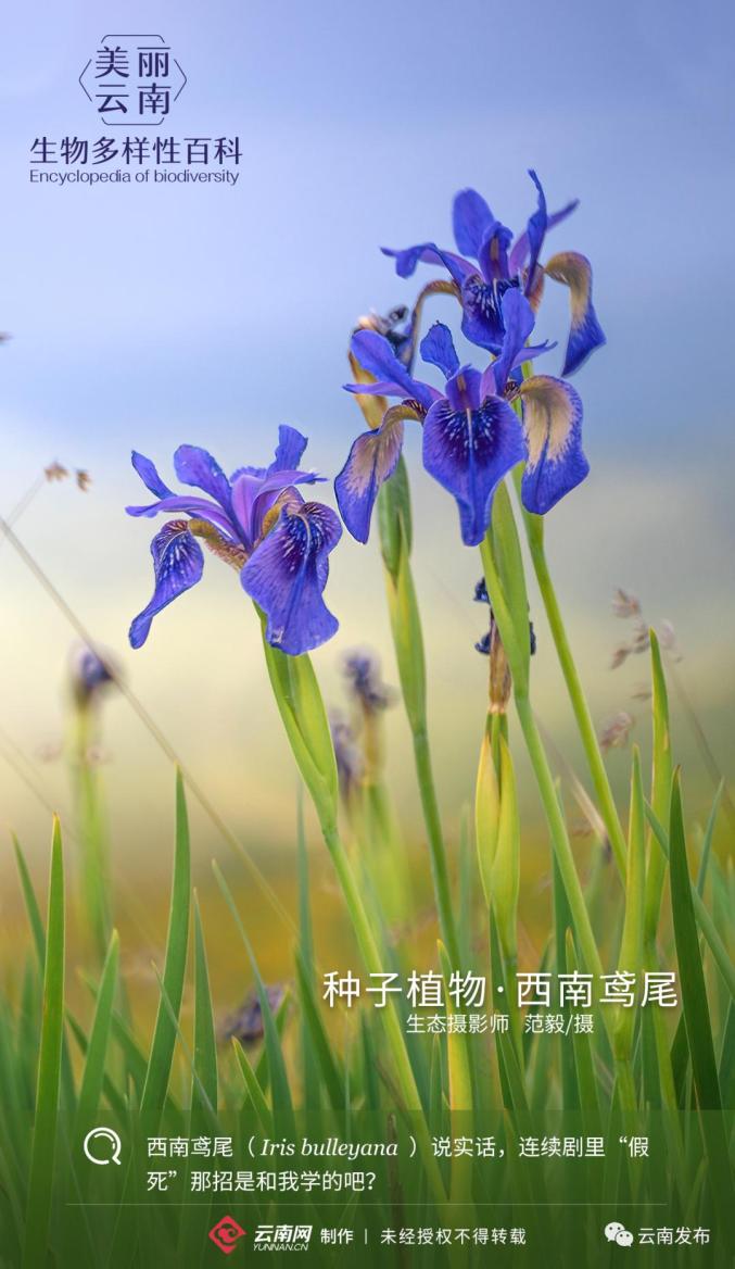 生物多样性百科种子植物61西南鸢尾连续剧里假死那招是和我学的吧