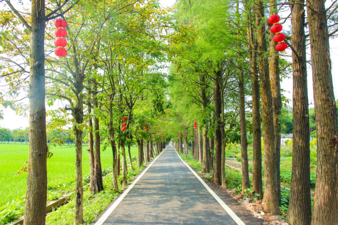 五一和珠海斗门莲洲来一场偶遇吧