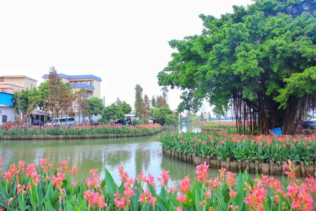 五一和珠海斗门莲洲来一场偶遇吧