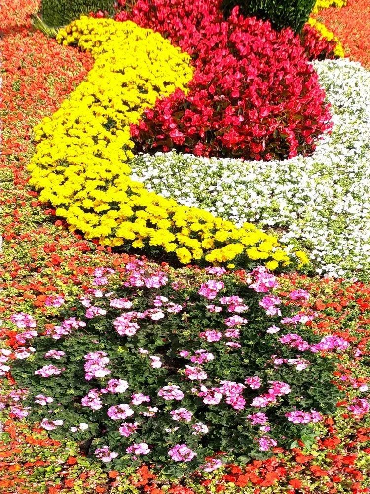 为迎五一40万盆鲜花扮靓宝山
