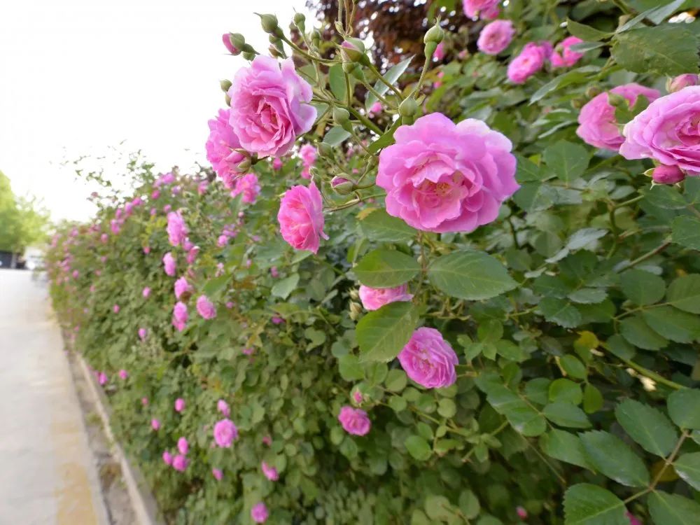 2020单县事业编排名_2020年单县县直事业单位第二批公开引进高层次人才