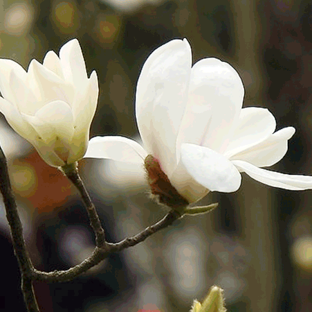 木兰花花语及象征图片
