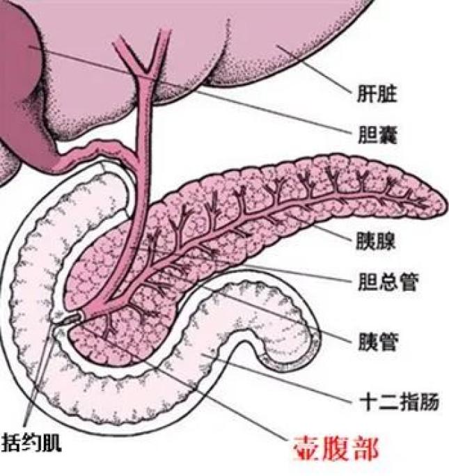 胆囊壶腹部位置示意图图片