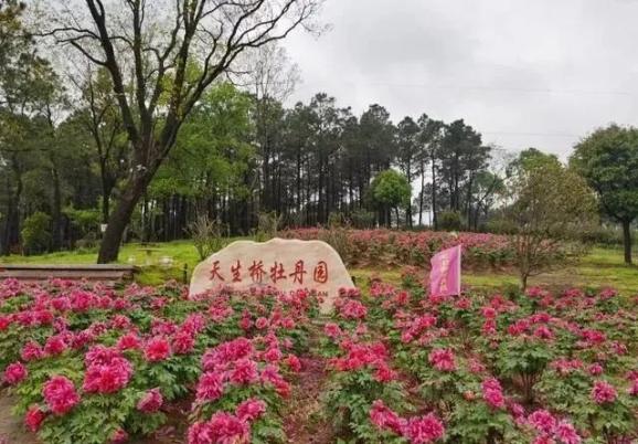 遇園-山凹(就餐)-櫻桃採摘-草莓採摘-郭興莊園-牡丹園-天生橋-回木