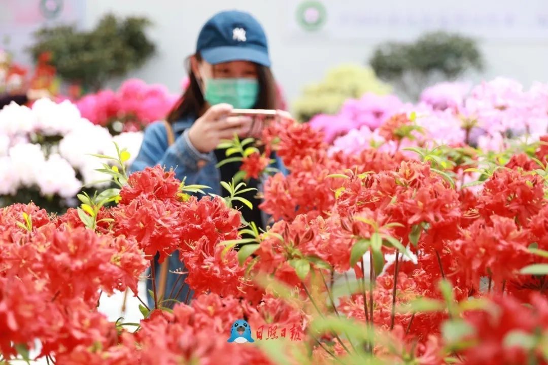 不負春光這裡有一場杜鵑花海等你來打卡