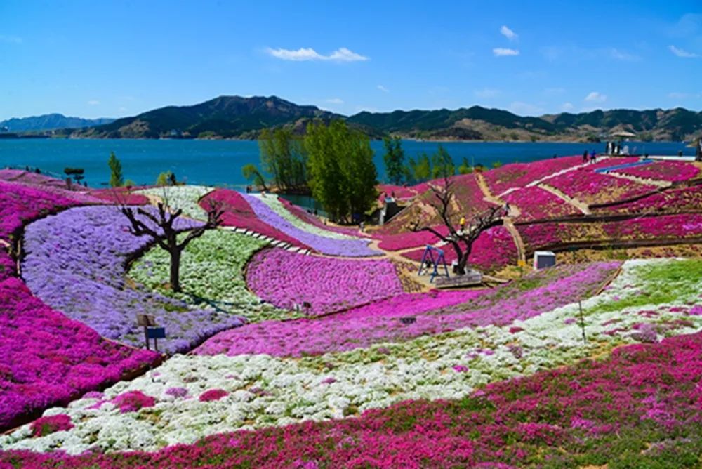 藏不住了河北这片宝藏花海惊艳你的朋友圈