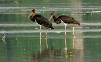 河南温县黄河湿地发现国家一级保护濒危鸟类黑鹳