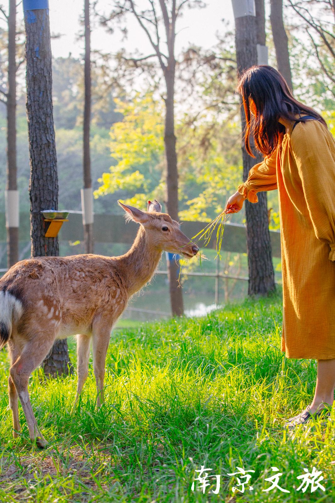 以及呆萌的土撥鼠,孔雀,旱獺等小動物小松鼠,梅花鹿,黑天鵝,鴛鴦,鴕鳥