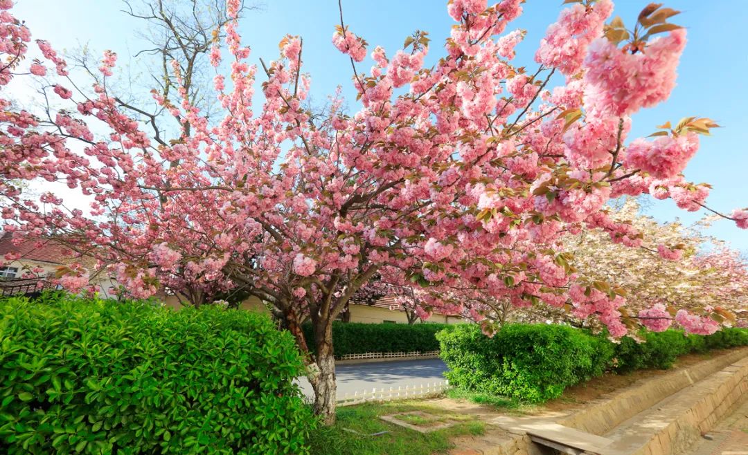 流莺舞蝶 循香而往春风拂面 樱色旖旎漫步在樱花大道小海邀你云赏双樱
