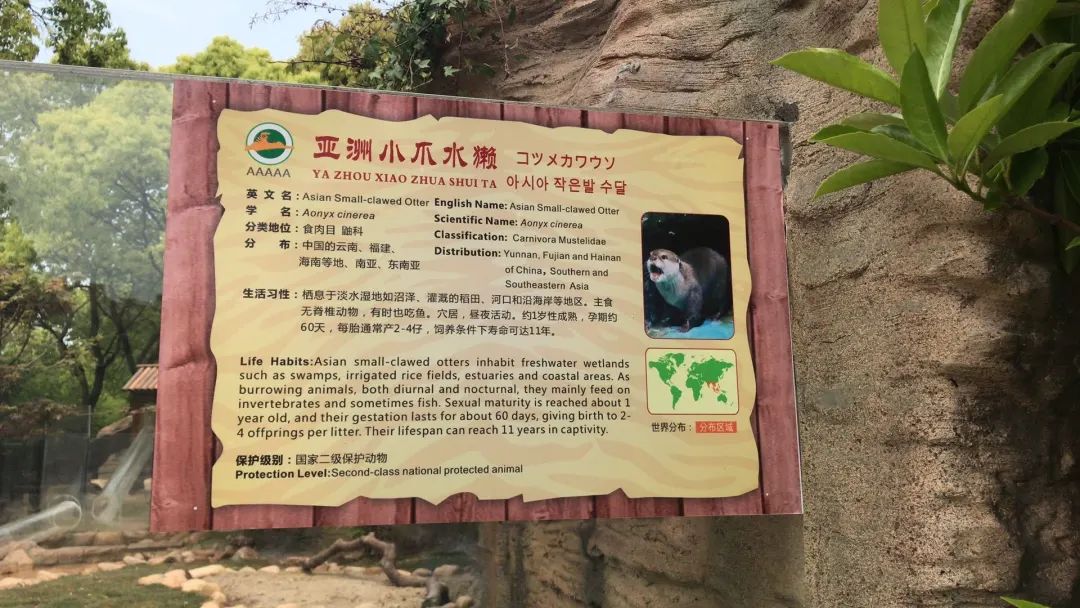 世界上现存最小的水獭品种上海野生动物园来了新萌宝
