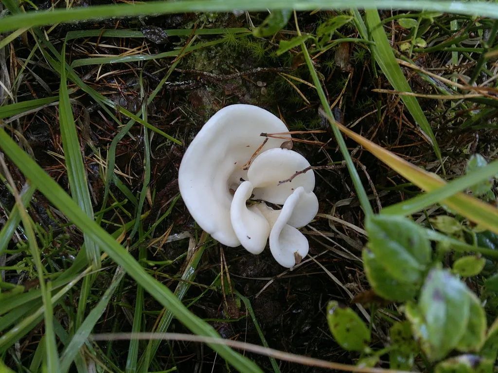 吃了几个世纪的蘑菇突然一言不合就毒死了17个人