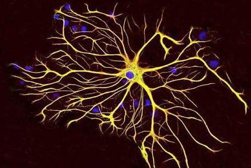 星形胶质细胞在调节学习和记忆中涉及的神经回路中直接起作用
